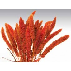 SETARIA  24" Orange